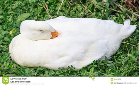 Sleepy Duck Stock Image Image Of Preen Waterfowl