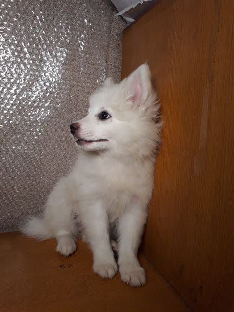 japanese spitz puppy female     month mount everest kennel club