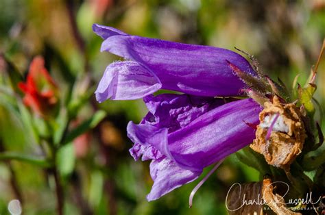 Mount St Helens Wildflowers Charlie Russell Nature Photography