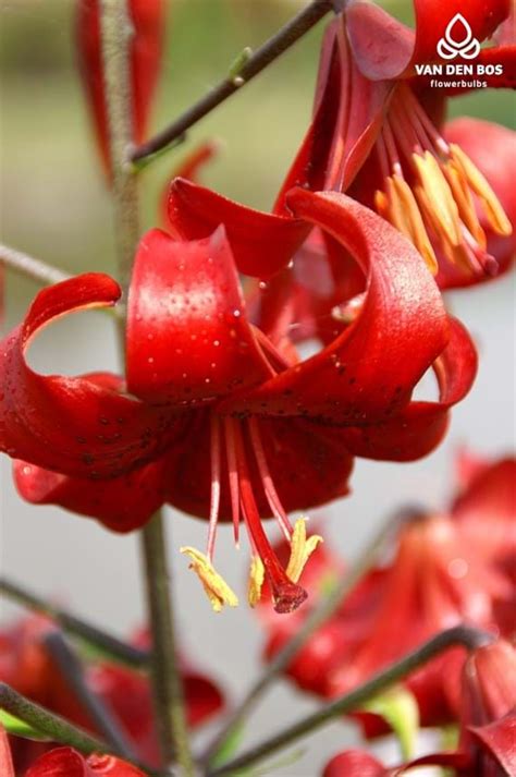 Red Velvet Tigrinum Lily Van Den Bos Flowerbulbs