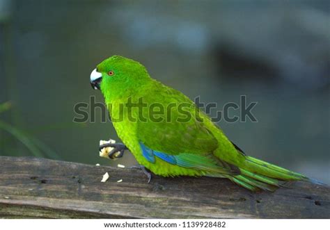Antipodes Parakeet Bird Eating Food Endemic Stock Photo 1139928482