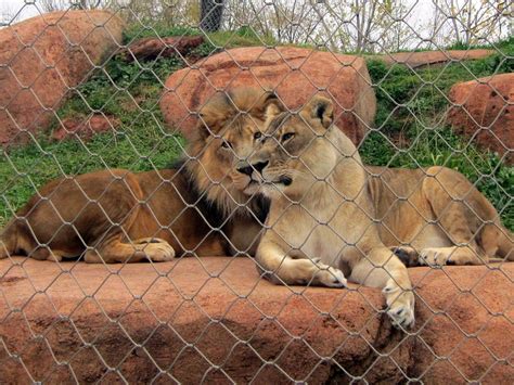 Lions Lions Lounging At The Oklahoma City Zoo Allison Meier Flickr