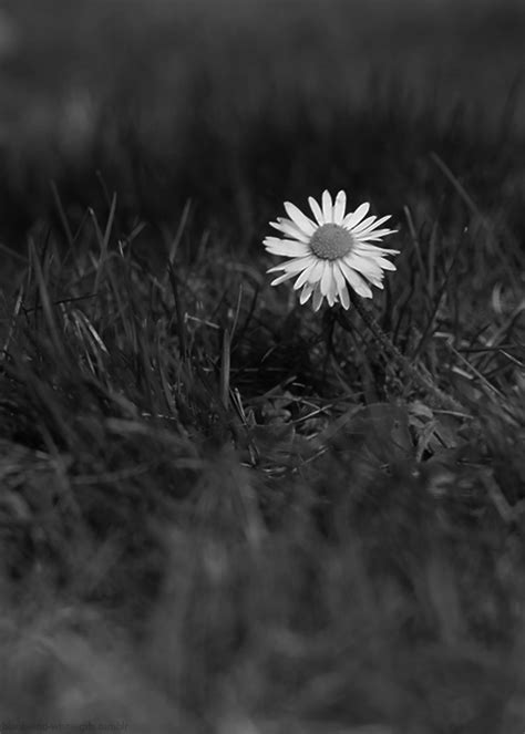 Black And White S Daisy