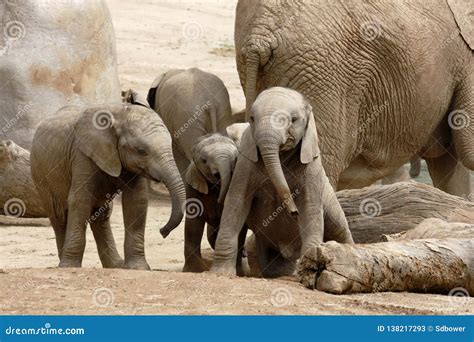 Baby African Elephants Playing Together Next To An Adult Female Stock