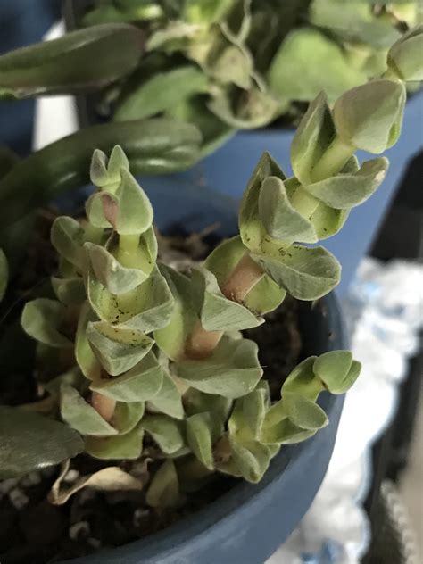 what-kind-of-succulent-is-this-crassula-whatsthisplant
