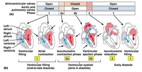 Systole Is The Contractile Phase Of The Cardiac Cycle And Diastole Is