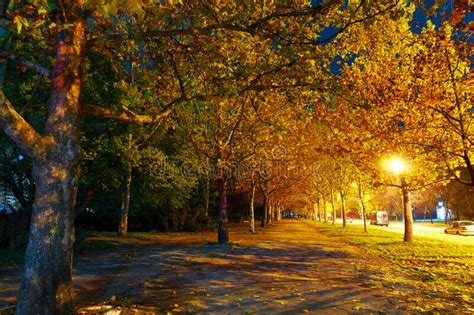 Autumn City At Night Maple Trees Alley With Yellow Leaves Street