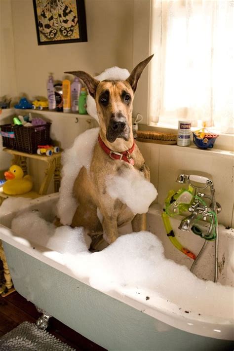 23 Dogs Who Definitely Do Not Want To Take A Bath Cuteness