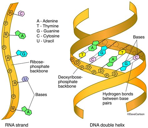 Rna Structure Dna And Rna Structure Quiz G G
