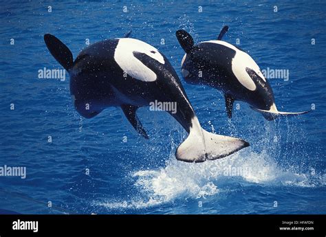 Killer Whale Orcinus Orca Mother And Calf Breaching Stock Photo Alamy