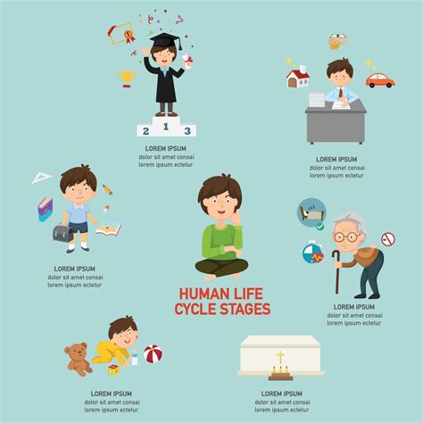 Infografía De Etapas Del Ciclo De Vida Humano Ilustración Vectorial