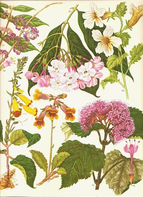 Vintage Botanical Print 1970 Color Art Print Wild Flowers Book Plate