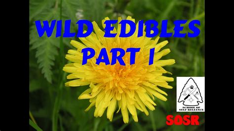 Wild Edible Plants Part 1 Youtube