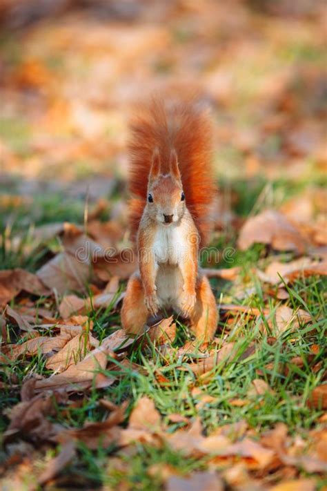 Squirrel In Autumn Stock Photo Image Of Squirrel Outside 1739446