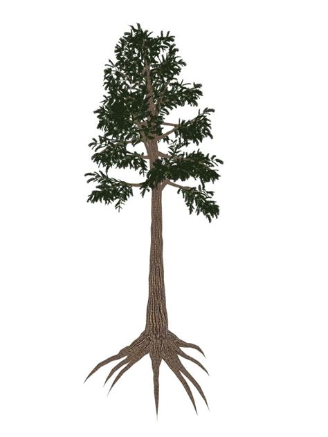 Archaeopteris Prehistoric Tree From The Late Devonian Period Isolated