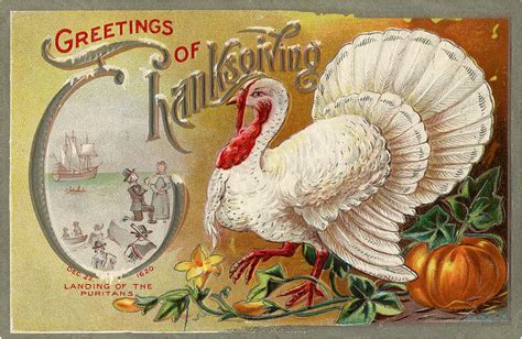 6 White Turkey Images Vintage Thanksgiving The Graphics Fairy