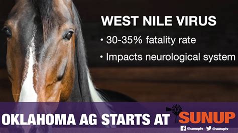 West Nile Virus In Horses 81019 Youtube