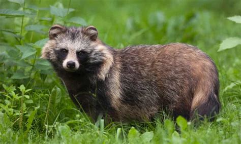 The Raccoon Dog Cute Wild And A Terrible Idea For A Pet Pets The
