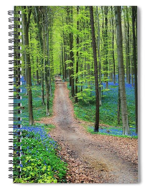 Trail Through The Bluebells Spiral Notebook By Andrea Rea Spiral
