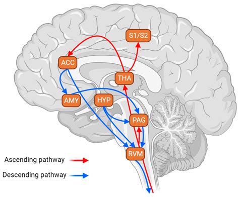 Brain Sciences Free Full Text The Role Of The Rostral Ventromedial