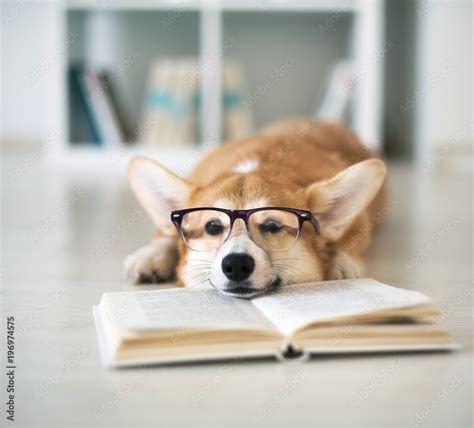 Dog Reading Book Stock 写真 Adobe Stock