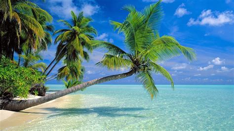 Coconut Trees Beach Wallpaper 1600x900 Resolution Wallpaper Download