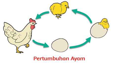 Ayam Bertelur Dan Menetas