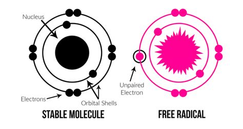 Highly reactive molecules with an unsatisfied electron valence pair. What are free radicals | Mercordi Animal Care
