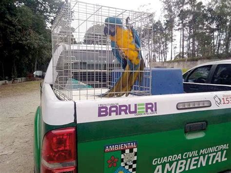 Cetas Barueri Recebeu Mais De Animais Em Correio Paulista