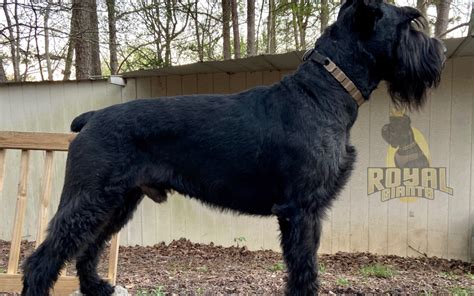 Things You Should Know Before Bringing Home A Giant Schnauzer Royal
