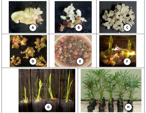 Stages Of Clonal Propagation Of Sago Palm Through Tissue Culture A