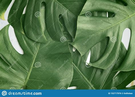 Isolate Dark Green Monstera Large Leaves Philodendron Tropical Foliage