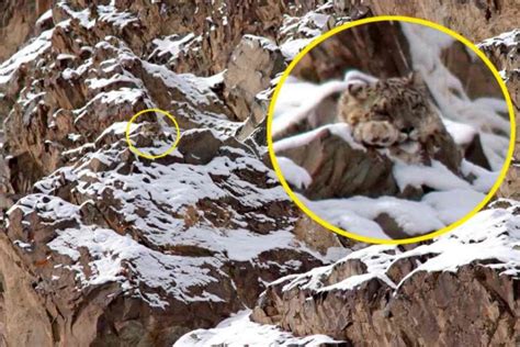 Desafío De Ilusión óptica Encuentra El Leopardo De Las Nieves