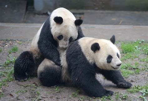 From 8 To 600 A Long Journey Of Breeding Giant Pandas Cgtn