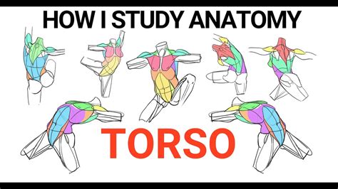 How To Study Anatomy The Torso Youtube