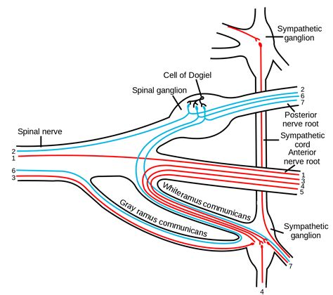Spinal nerve - Wikipedia | Spinal nerve, Nerve, Spinal