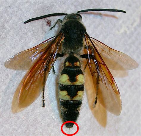 Anatomy Of A Bee Sting
