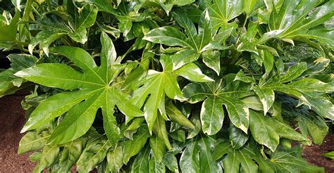 Louis where they more typically grow to 6' tall. Fatsia Japonica Care Guide: How To Grow Japanese Aralia ...