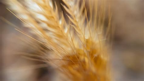 Macro Wheat 4k Hd Flowers 4k Wallpapers Images Backgrounds Photos