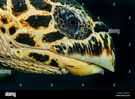 Hawksbill Sea Turtle Eretmochelys Imbricata Indian Ocean Mayotte