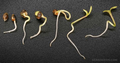 How To Germinate Cannabis Seeds Sensi Seeds
