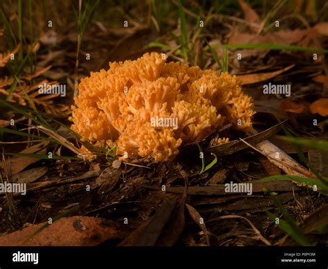 Golden Coral Fungus Ramaria Aurea Stock Photo Alamy