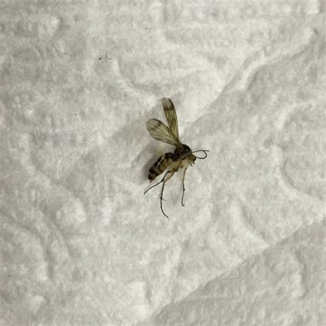 What Kind Of Flying Bug Is This I Find At Least 2 Or 3 Of Them In My
