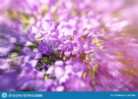 Beautiful Meadow Flowering Blooming Purple Flowers Beautiful Nature