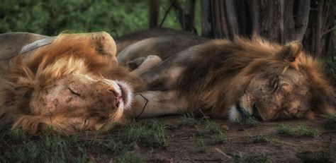 Wallpaper Id 223748 Two Lions Sleeping Peacefully Close To Each