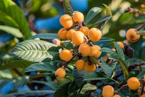 How To Grow Loquats Harvest To Table Loquat Tree Fruit Trees Tree