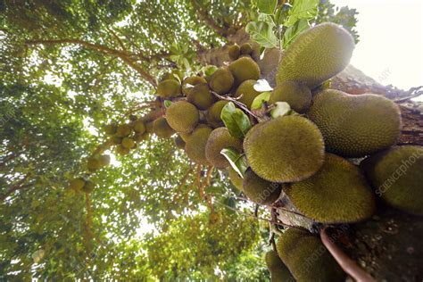 Jackfruit Tree With Fruit Growing Stock Image F0129596 Science