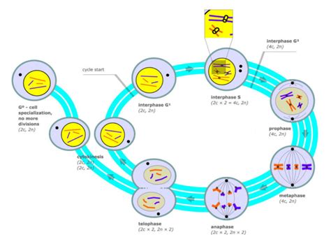 Introduction To The Cell Cycle Biology For Non Majors I