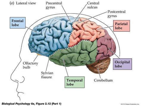 Anatomi Otak Fungsi Struktur Gambar Kecil Cara Kerja Vrogue Co