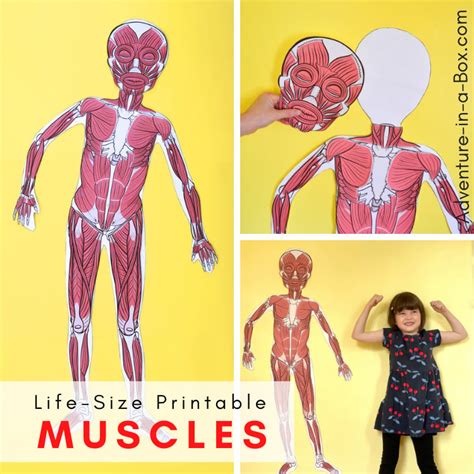 Human Muscle Diagram For Kids